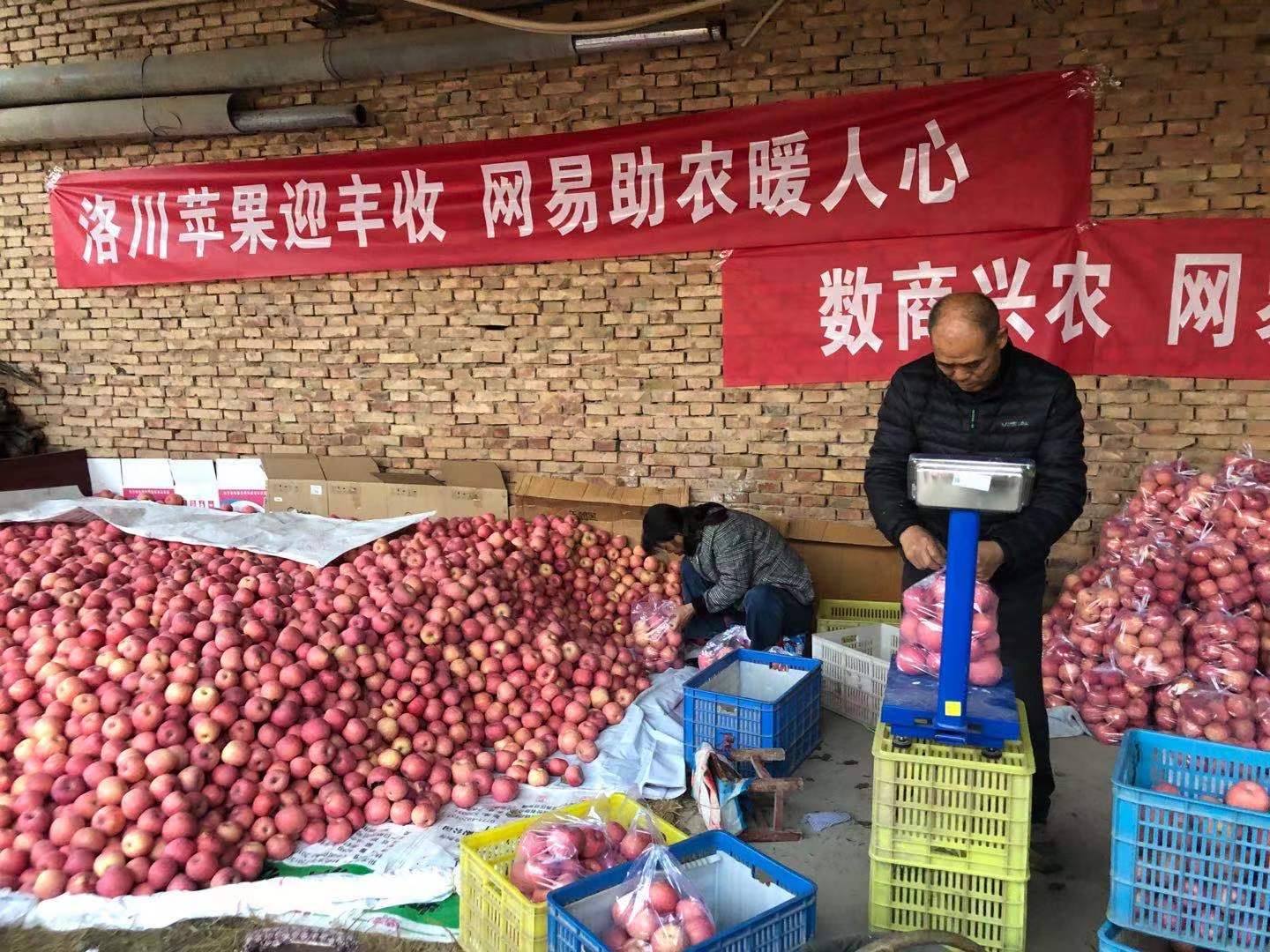 數(shù)商興農(nóng)，網(wǎng)易嚴(yán)選助力陜貨出山